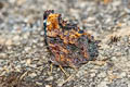 Blue Admiral Nymphalis canace canace