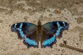 Blue Admiral Kaniska canace canace