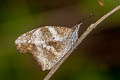 Blue Beak Libythea geoffroyi alompra