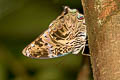 Blue Begum Prothoe franck uniformis