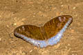 Blue Count Cynitia flora andersonii