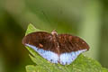 Blue Count Cynitia flora andersonii