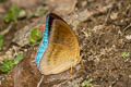 Blue Count Cynitia flora andersonii