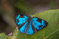 Blue Gem Poritia erycinoides elsiei
