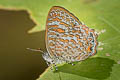 Blue Gem Poritia erycinoides phraatica