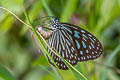 Blue Glassy Tiger Ideopsis similis persimilis