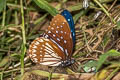 Blue Kaiser Penthema darlisa melema (Three-coloured Kaiser)