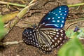 Blue Kaiser Penthema darlisa melema (Three-coloured Kaiser)