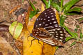 Blue Kaiser Penthema darlisa melema (Three-coloured Kaiser)