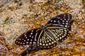 Blue Kaiser Penthema darlisa melema (Three-coloured Kaiser)