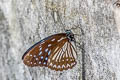 Blue Kaiser Penthema darlisa melema (Three-coloured Kaiser)