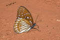 Blue Kaiser Penthema darlisa melema (Three-coloured Kaiser)