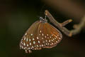 Blue King Crow Euploea camaralzeman malayica (Large Blue Crow, Malayan Crow)