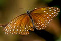 Blue King Crow Euploea camaralzeman malayica (Large Blue Crow, Malayan Crow)