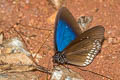 Blue King Crow Euploea camaralzeman camaralzeman (Large Blue Crow, Malayan Crow)