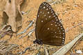 Blue King Crow Euploea camaralzeman malayica (Large Blue Crow, Malayan Crow)