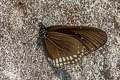 Blue King Crow Euploea camaralzeman camaralzeman (Large Blue Crow, Malayan Crow)