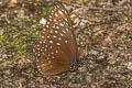 Blue King Crow Euploea camaralzeman malayica (Large Blue Crow, Malayan Crow)