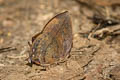 Blue Leaf Blue Amblypodia narada taooana