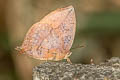 Blue Leaf Blue Amblypodia narada taooana