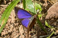 Blue Leaf Blue Amblypodia narada taooana