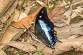 Blue Nawab Polyura schreiber assamensis