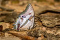 Blue Nawab Polyura schreiber assamensis