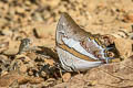 Blue Nawab Polyura schreiber assamensis