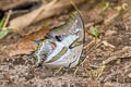 Blue Nawab Polyura schreiber assamensis