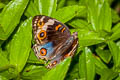 Blue Pansy Junonia orithya wallacei