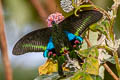Blue Peacock Papilio arcturus arcturus
