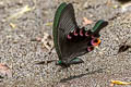 Blue Peacock Papilio arcturus arcturus