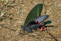 Blue Peacock Papilio arcturus arcturus