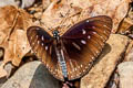 Blue Spotted Crow Euploea midamus chloe