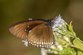 Blue Spotted Crow Euploea midamus chloe