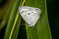 Blue Tit Hypolycaena kina kina