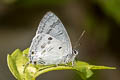 Blue Tit Hypolycaena kina kina