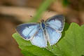 Blue Tit Hypolycaena kina kina