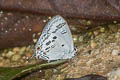 Blue Tit Hypolycaena kina kina