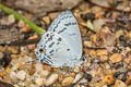 Blue Tit Hypolycaena kina kina