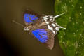 Blue Yam Drina maneia