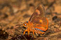 Branded Orange Awlet Burara oedipodea belesis
