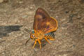 Branded Orange Awlet Burara oedipodea belesis