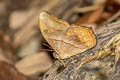 Branded Red Forester Lethe minerva tritogeneia (Banded Red Forester)