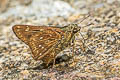 Branded Straw Ace Pithauria marsena 