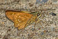 Branded Straw Ace Pithauria marsena 