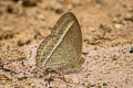 Bright-eye Bushbrown Mycalesis nicotia