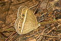 Bright-eye Bushbrown Mycalesis nicotia