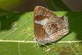 Broad-banded Brilliant Simiskina phalena harterti