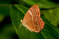 Broad-banded Judy Abisara latifasciata